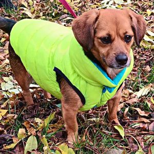 Reversible Winter Dog Coat (XS-XXL, 30-75 cm)