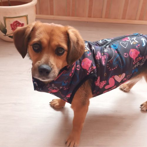 Hearts Dog Vest (XS-S/M, 30-40 cm)