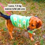 Virágos pulóver kutyáknak (XS-S/M,  30-40 cm)