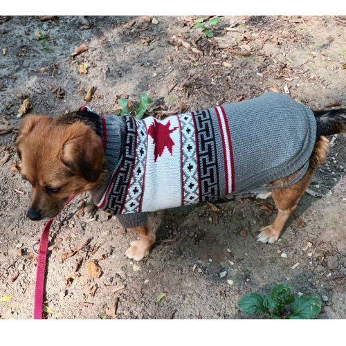 Maple leafs dog sales sweater