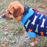 Coloured Bones Dog Sweater (XS-M 28-45 cm )