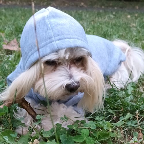 Dog Hoody Grey for Small Dogs and Big Dogs (XS-4 XL, 30-75 cm)