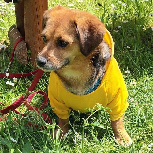 Kutya pulóver kapucnival, sárga ( XS - 4XL, 30-75 cm)