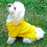 Dog Pullover Hoody Yellow (30-75 cm, XS-4XL)