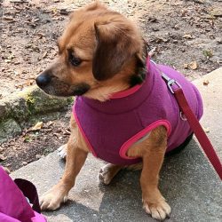 Fleece Dog Vest Purple ( XS-S/M, 30-40 cm)
