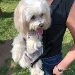 Kutya hordozó hátizsák, kockás (XS-L, 25-45 cm kutya háthossz)