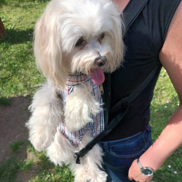 Kutya hordozó hátizsák, kockás (XS-L, 25-45 cm kutya háthossz)