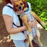 Kutya hordozó hátizsák, kockás (XS-L, 25-45 cm kutya háthossz)