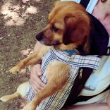 Kutya hordozó hátizsák, kockás (XS-L, 25-45 cm kutya háthossz)