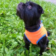 Orange Fleece Dog Pullover (30-40 cm, XS-S/M)