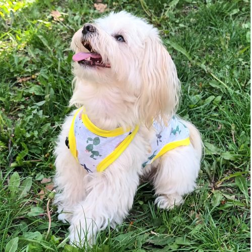 Sun Protection T-shirt for Dogs (25-45 cm, XXS-M)