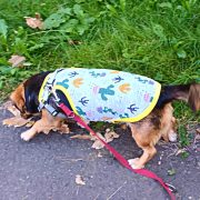 Napvédő póló kistermetű kutyáknak (25-45 cm, XXS-M)