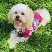 Hawaii Shirt for Dogs (25-66 cm, XXS-XXL)