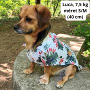 Hawaii Shirt for Dogs (25-66 cm, XXS-XXL)