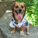 Hawaii mintás nyári ing kutyáknak (25-66 cm,  XXS-2XL)