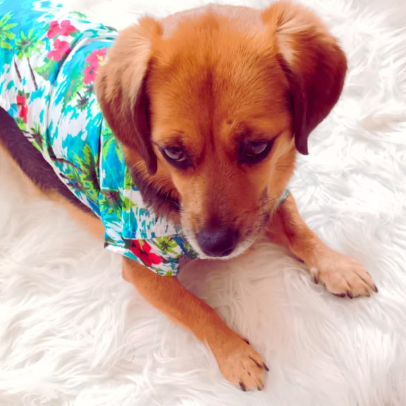 Hawaii mintás nyári ing kutyáknak (25-66 cm,  XXS-2XL)