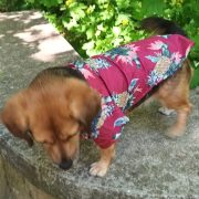 Hawaii Shirt for Dogs (25-66 cm, XXS-XXL)