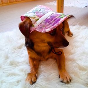 Caps for Dogs (S-XL)