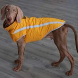 Warm Winter Coat for Dogs (M-XXL, 40-70 cm)
