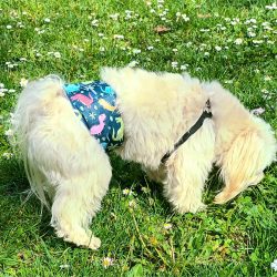 Dog Diaper for Male Dogs (S-XL, 28-68 cm)