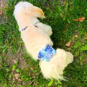 Dog Diaper for Male Dogs (S-XL, 28-68 cm)