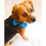 Csokornyakkendő kutyáknak 