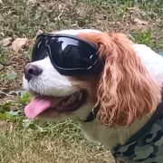 Dog Goggles (medium/ big dogs)