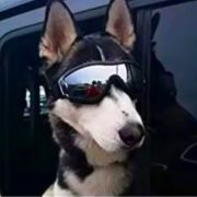 Dog Goggles (medium/ big dogs)