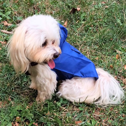 Blue Dog Raincoat  (XS-XXXL, 30-76 cm)