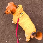 Yellow 4-leg Raincoat for Dogs (XS-S/M 30-45 cm)