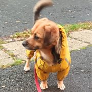 Yellow 4-leg Raincoat for Dogs (XS-S/M 30-45 cm)