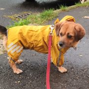 Yellow 4-leg Raincoat for Dogs (XS-S/M 30-45 cm)