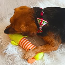 Plüss kacsa kutyáknak játék