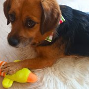 Duck Soft Toy for Dogs