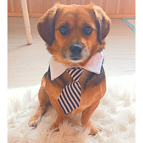 Necktie for Dogs (S-L,  28-40 cm)