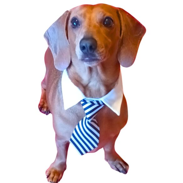 Kutya nyakkendő esküvőre, ünnepekre (S-L, 28-40 cm)