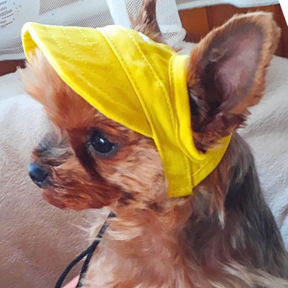 Baseball Cap for Dogs (S-XL)