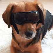 Dog Goggles (small/medium dogs)