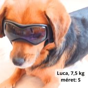 Dog Goggles (small/medium dogs)