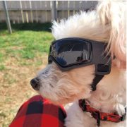 Dog Goggles (small/medium dogs)