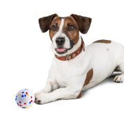 Bite Resistant Dotted Ball for Dogs