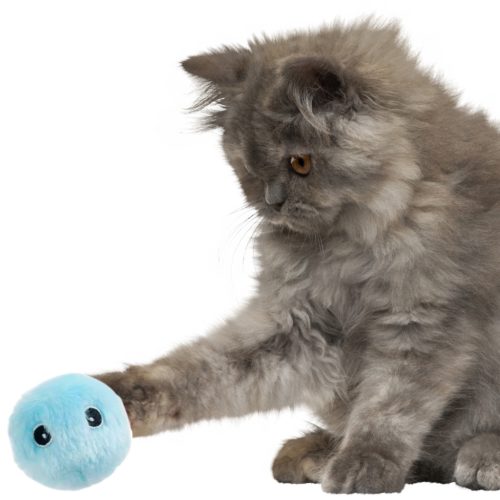 Frog Interactive Cat Toy