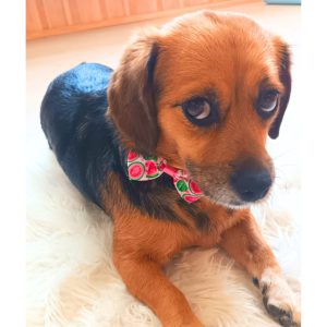 Summer Bow for Dogs