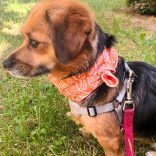 Hűtő kendő kutyáknak 