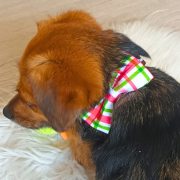 Plaid Bow for Dogs and Cats