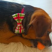 Plaid Bow for Dogs and Cats