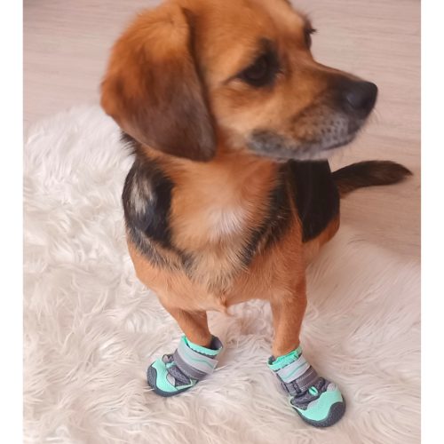 Négy évszakos kutyacipő ( 5-8 cm mancs szélességig )