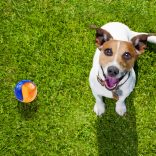 GiGwi kétszinű, rágásálló gumilabda kutyáknak