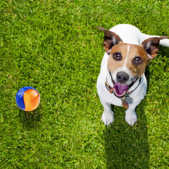 GiGwi kétszinű, rágásálló gumilabda kutyáknak