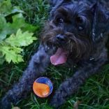 GiGwi kétszinű, rágásálló gumilabda kutyáknak